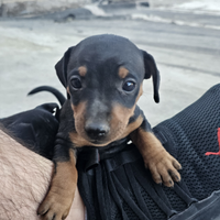 Cuccioli di zwergpinscher/pinscher nano