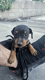 Cuccioli di zwergpinscher/pinscher nano