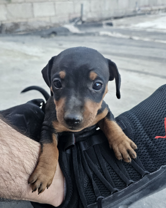Cuccioli di zwergpinscher/pinscher nano