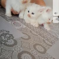 Gatti norvegesi bianchi