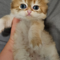 1 cucciolo di British Longhair maschio pedigree