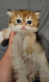 1 cucciolo di British Longhair maschio pedigree