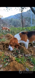 Beagle