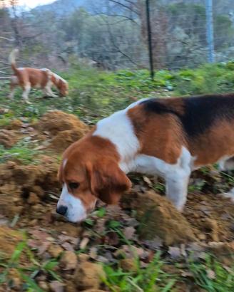 Beagle