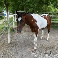 Cavallo zoppo