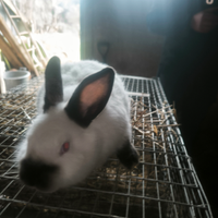 Conigli californiani