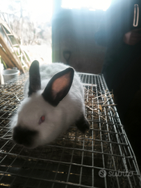 Conigli californiani