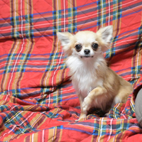 Chihuahua maschio cucciolone