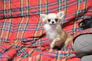 Chihuahua maschio cucciolone