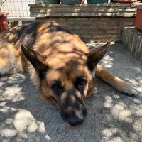 Cer pastore tedesco femmina