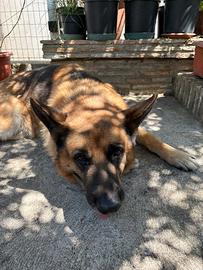 Cer pastore tedesco femmina