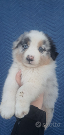 Pastore australiano con pedigree ENCI
