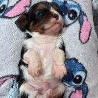 Cavalier King Nero Focato e Tricolore