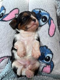 Cavalier King Nero Focato e Tricolore