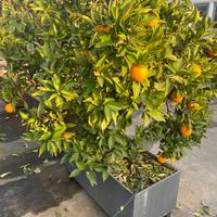 Arancio adulto