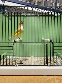 Diamanti di gould