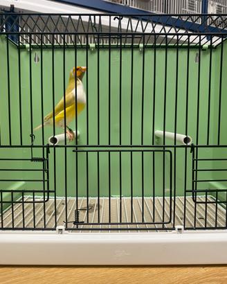 Diamanti di gould