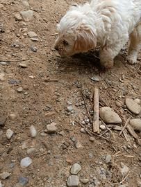 Cuccioli di Lagotto e drahthaar
