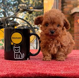 Cucciolo maschio Barboncino Teacup Mini Toy