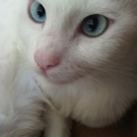 Gattino maschio siamese