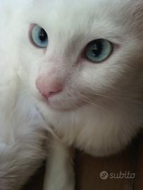 Gattino maschio siamese