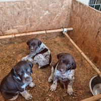 Cuccioli bracco tedesco(kurzhaar)
