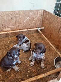 Cuccioli bracco tedesco(kurzhaar)