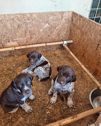 Cuccioli bracco tedesco(kurzhaar)