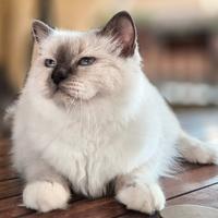 Sacro di Birmania da show