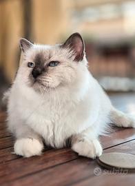 Sacro di Birmania da show