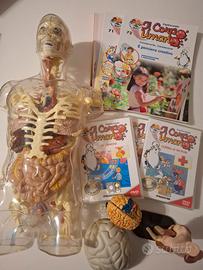 esplorando il corpo umano 