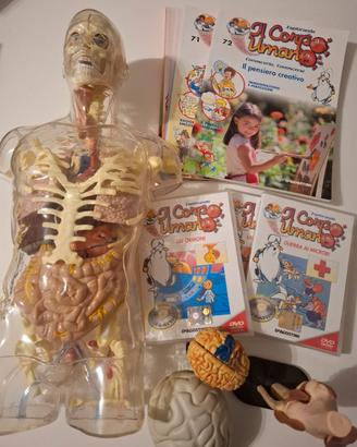 esplorando il corpo umano 