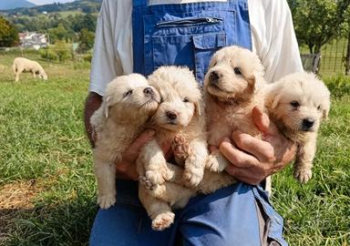 Cuccioli di pastore maremmano abruzzese