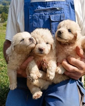 Cuccioli di pastore maremmano abruzzese