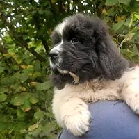 Cuccioli di Terranova di allevamento riconosciuto