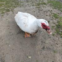 Vendita Anatra muta maschio