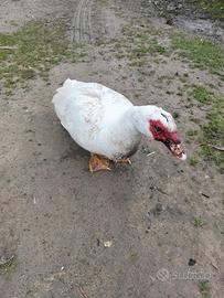 Vendita Anatra muta maschio