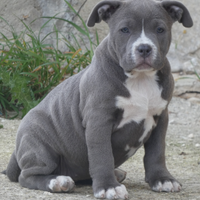 American Bully cucciola disponibili