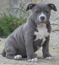 American Bully cucciola disponibili