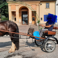Calesse per cavallo