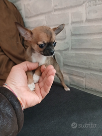 Chihuahua mini toy