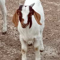 Capretto do razza boere