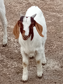 Capretto do razza boere