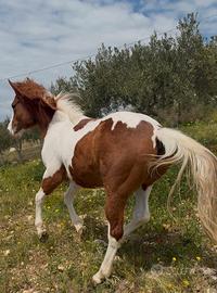 Puledro Paint 22 mesi accetto scambi leggi testo