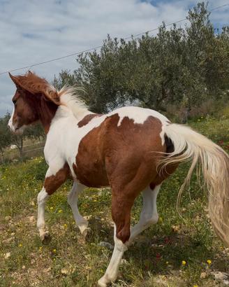 Puledro Paint 22 mesi accetto scambi leggi testo