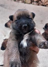 Cuccioli di pastore belga malinois