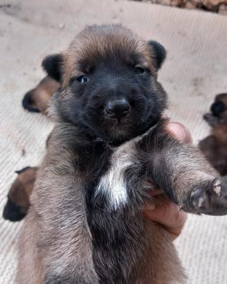 Cuccioli di pastore belga malinois