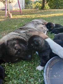 Akita americano