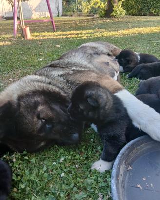 Akita americano