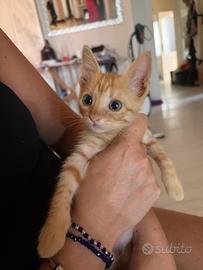Gattino europeo zenzero / rosso